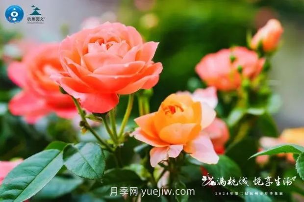 杭州满城繁花，500万株月季竞相绽放的极致浪漫(图2)