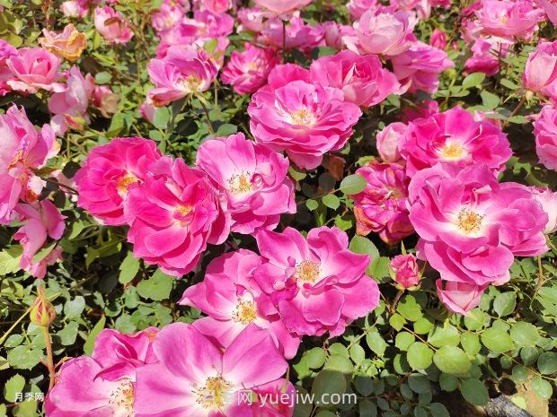 从一万种月季花中精选这10种，你喜欢吗？(图3)