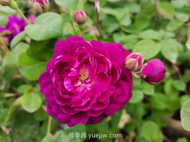 关于月季花的几个问题(图2)