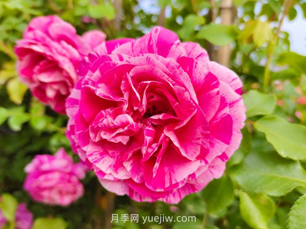 伊蕾莎斯特月季优缺点(图1)