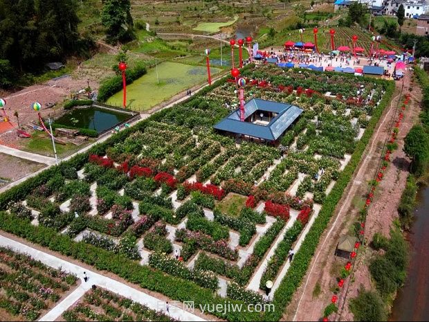 泸州月季应用和月季景观(图4)