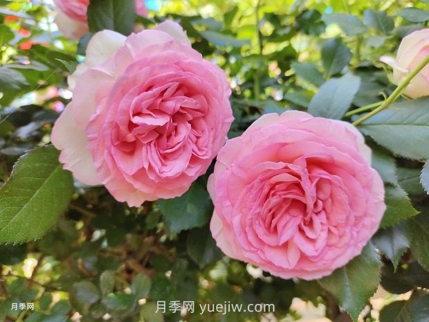 月季花园，美到让人窒息！(图1)