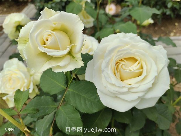 月季花怎么快速复花？6个技巧让月季快速复花(图1)