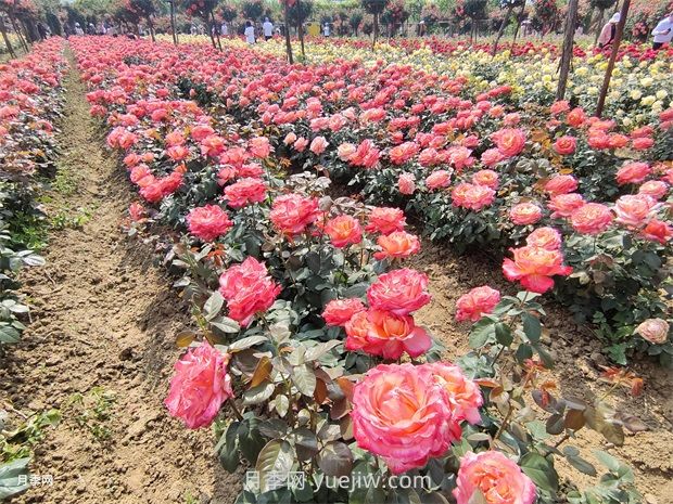 苗木生长好时节到了，养护管理不可掉以轻心(图1)