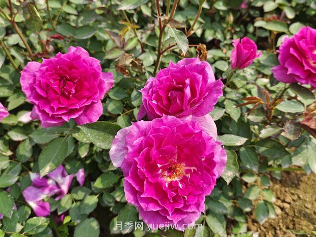推荐8款月季，好养又好看，耐开抗性好，值得拥有(图1)