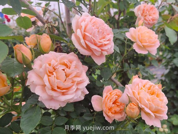 没有刺的藤本月季品种有哪些(图2)