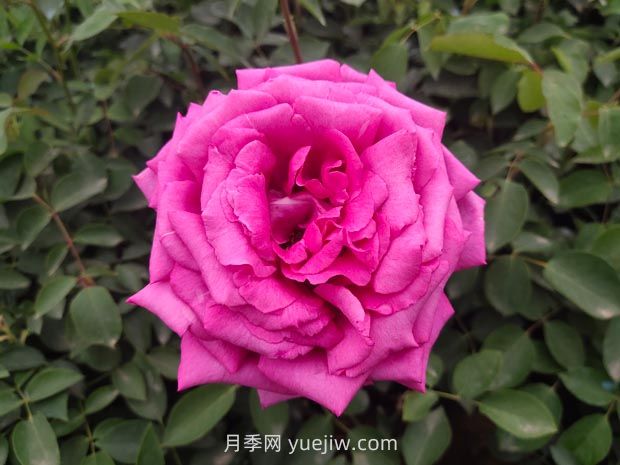 推荐50个大花浓香的热门月季品种(图4)