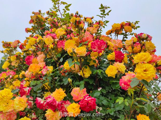 一个品种能开3种以上的颜色，变色龙藤彩虹月季(图3)