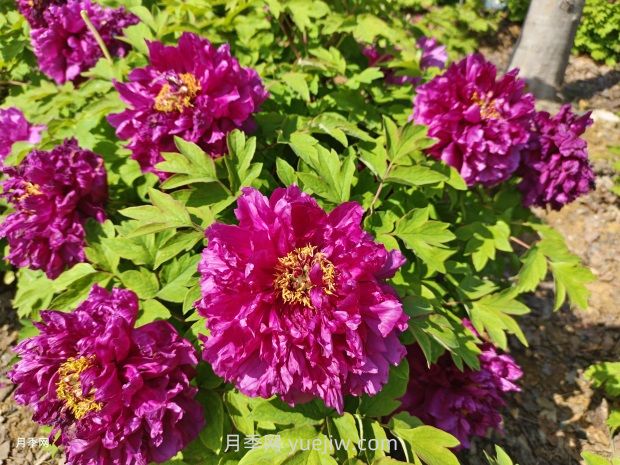 芍药和牡丹如何区分，分享三个方法(图1)