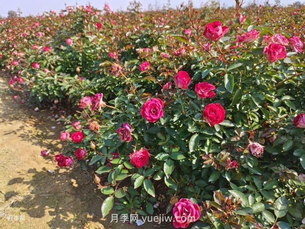 六月份园林养护要点(图1)