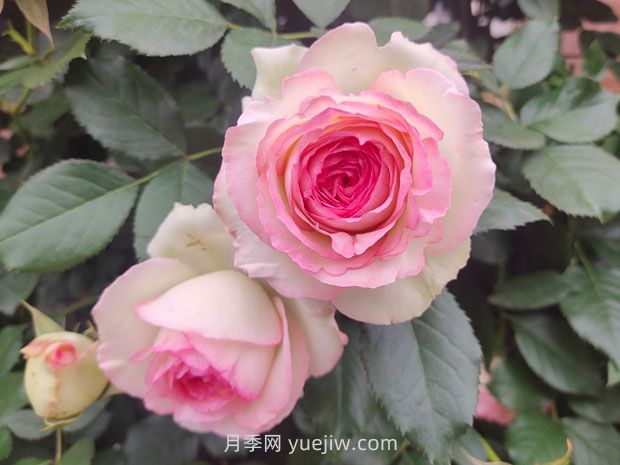 或许是完美的6种月季，每一个都深得你心(图1)