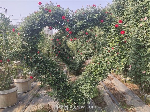 心形造型月季/爱心月季(图2)