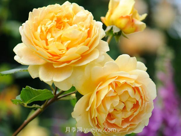 英国大卫奥斯汀月季，品种汇集(图1)