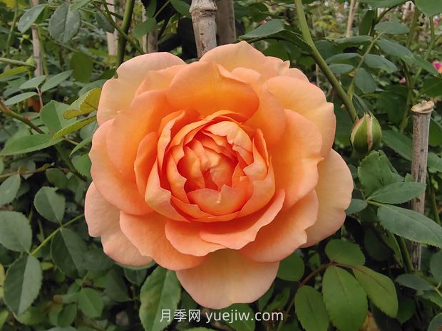 英国大卫奥斯汀月季，品种汇集(图3)