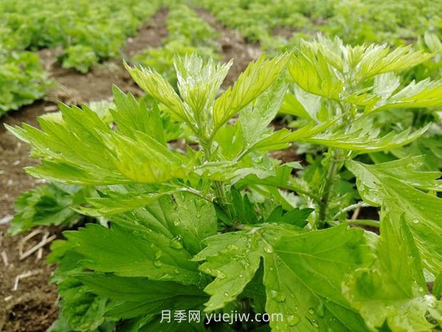 加快南阳艾产业标准化规范化发展，访艾叶攻关组组长(图1)