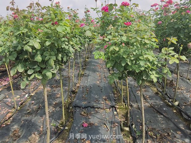 棒棒糖月季怎么养？养护小技巧，越长越旺(图2)