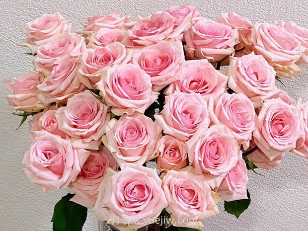 星腮红月季/明星红晕月季(图2)