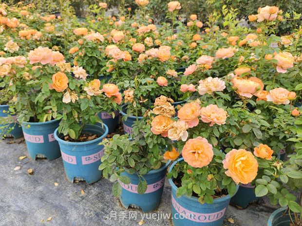 南阳欧月基质加仑盆花批发价(图4)