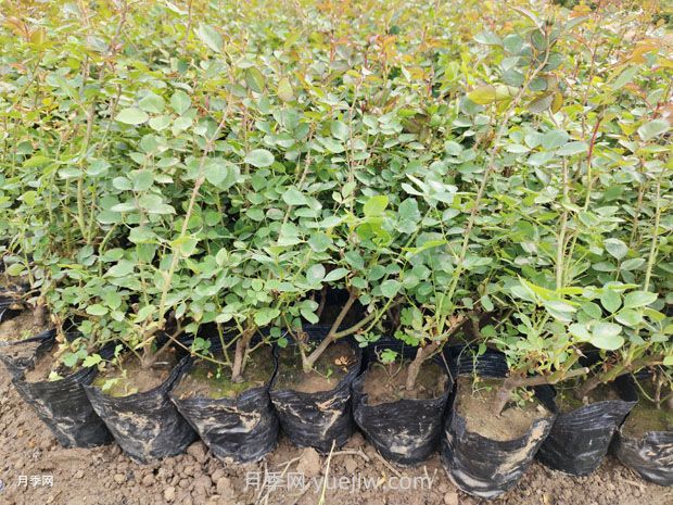 丰花月季的种植方法和养护管理(图2)