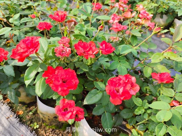 丰花月季的种植方法和养护管理(图3)