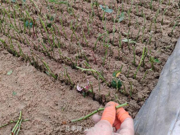 如何扦插月季花？(图2)