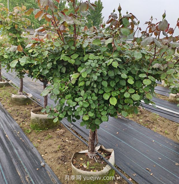 低杆地面钵月季树基地，控根钵高成活(图3)