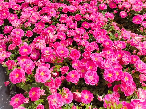 美植袋月季大苗批发，精品仙境抗病强花期长(图1)