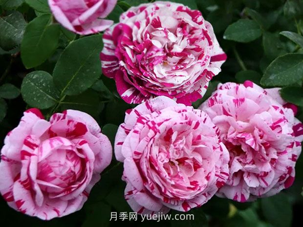 推荐16种双色条纹月季品种，感受色彩与线条的碰撞(图2)