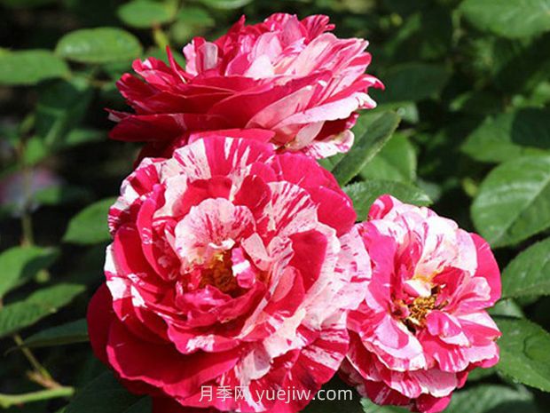 推荐16种双色条纹月季品种，感受色彩与线条的碰撞(图5)