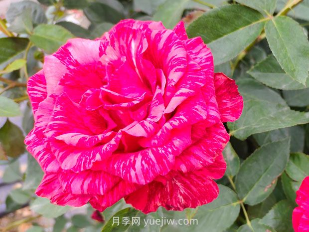 推荐16种双色条纹月季品种，感受色彩与线条的碰撞(图7)