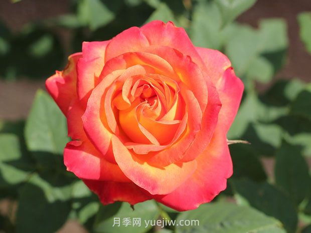 阿林卡月季/艾琳卡(图1)