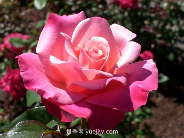 异彩月季/幻彩(图2)