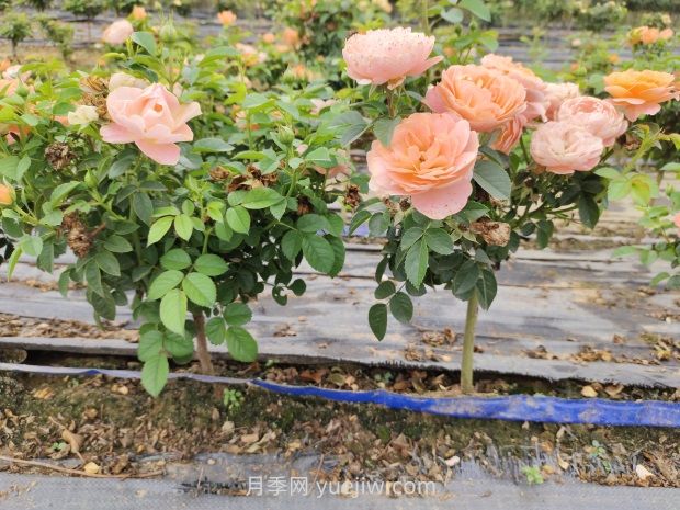 月季花夏天要遮阳吗？(图1)