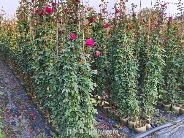 藤本月季什么时候移栽好？(图1)