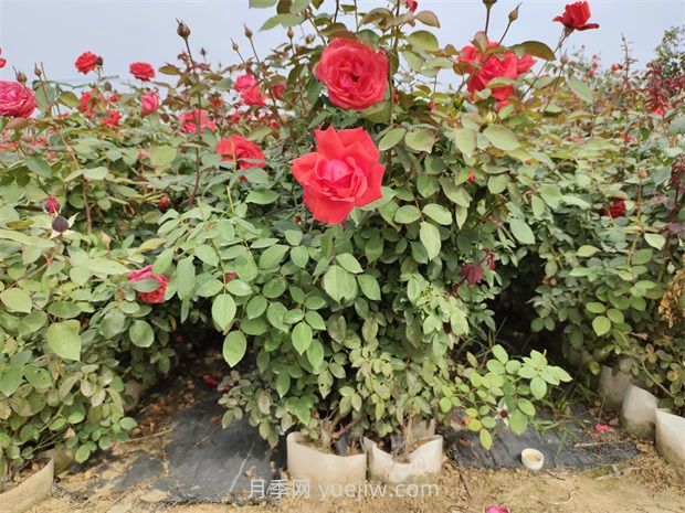 大花月季花可以嫁接培育吗？(图1)