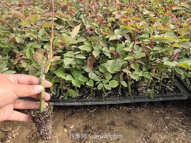 大花月季花可以嫁接培育吗？(图2)
