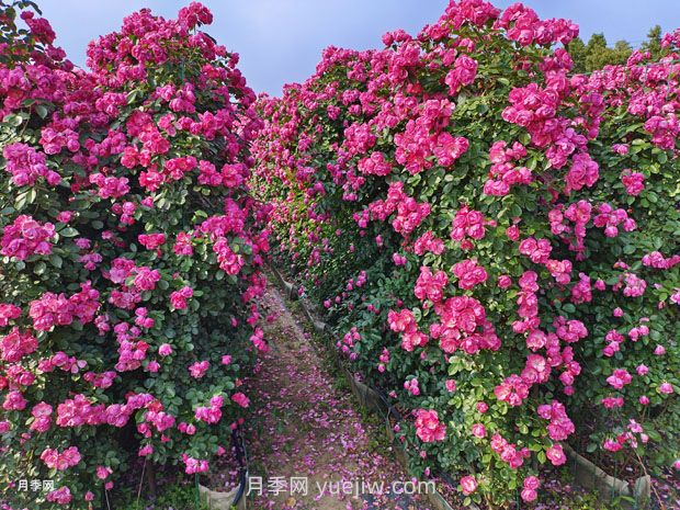 藤本月季哪些品种好养？(图3)