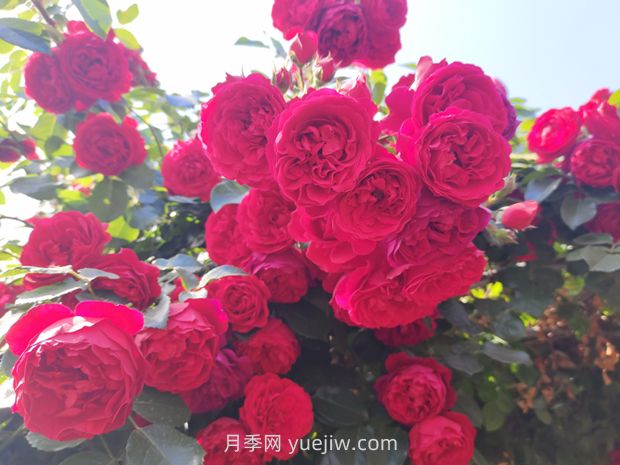 藤本月季哪些品种好养？(图4)