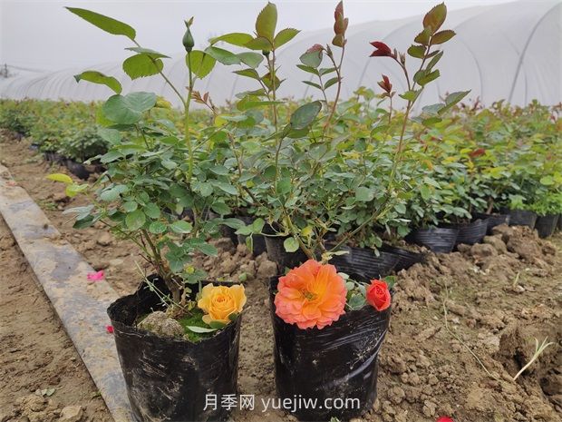 月季花怎么繁殖？(图1)