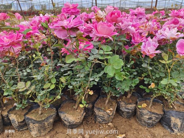 月季花怎么种？(图1)