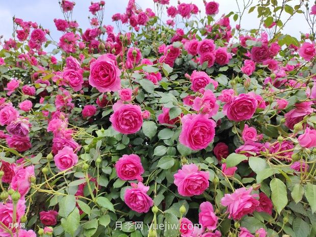 爬藤月季什么季节开花？(图1)