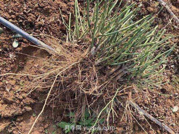 月季花冬天能移栽活吗？(图2)