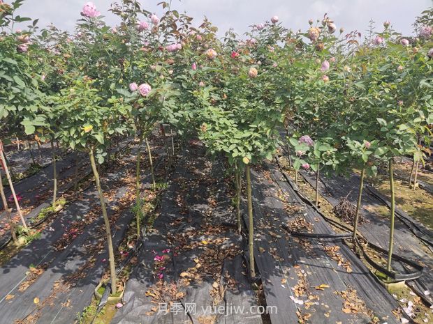 月季花花期是什么时候？(图2)