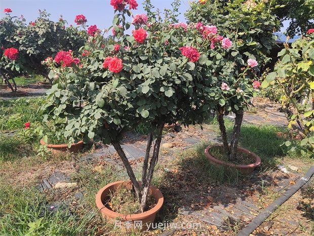 夏季暴雨苗圃里的绿化苗木该怎样预防洪涝灾害？(图1)