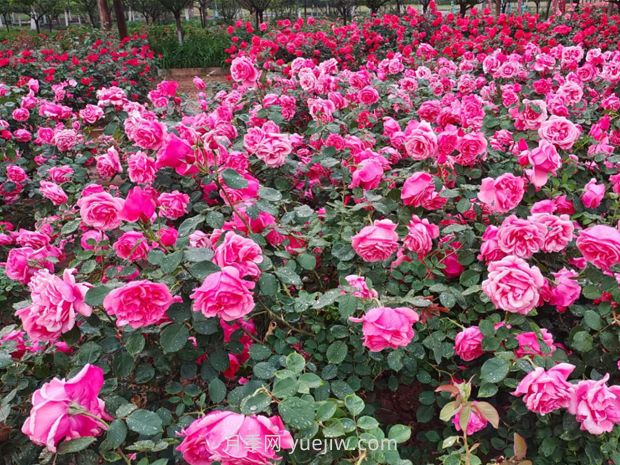 绿化施工中的常见问题(图1)