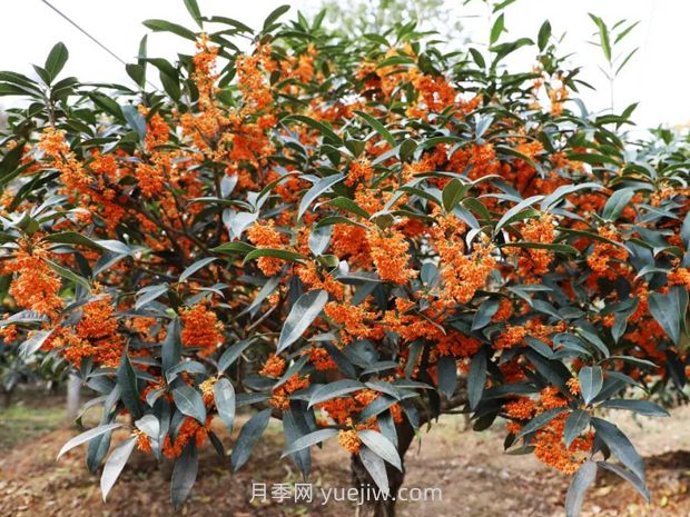 夏季如何让桂花树茁壮成长？(图1)