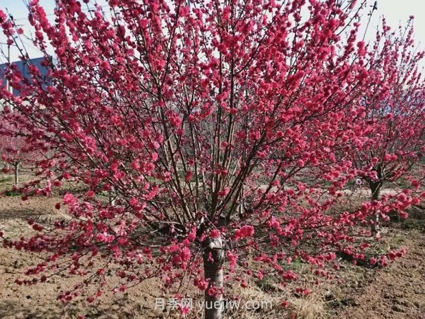 落叶乔木有哪些？常年品种和观赏价值介绍(图2)