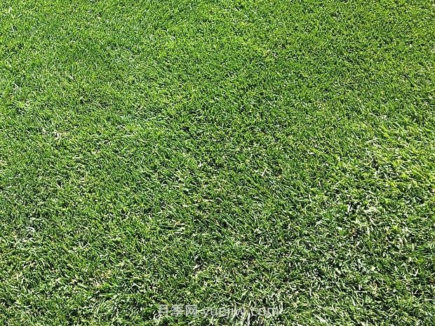 草坪栽培和养护与绿化用草准则(图1)