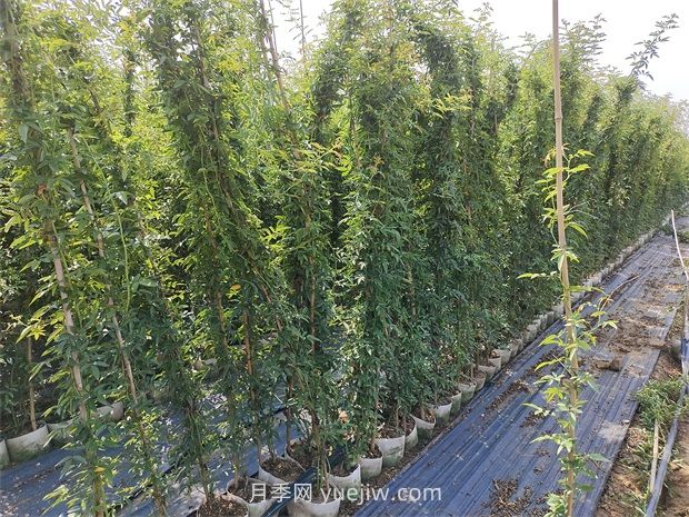 蔷薇花一年开几次花？只有一次(图1)