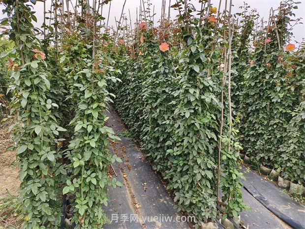 蔷薇和月季哪个比较好养？(图2)